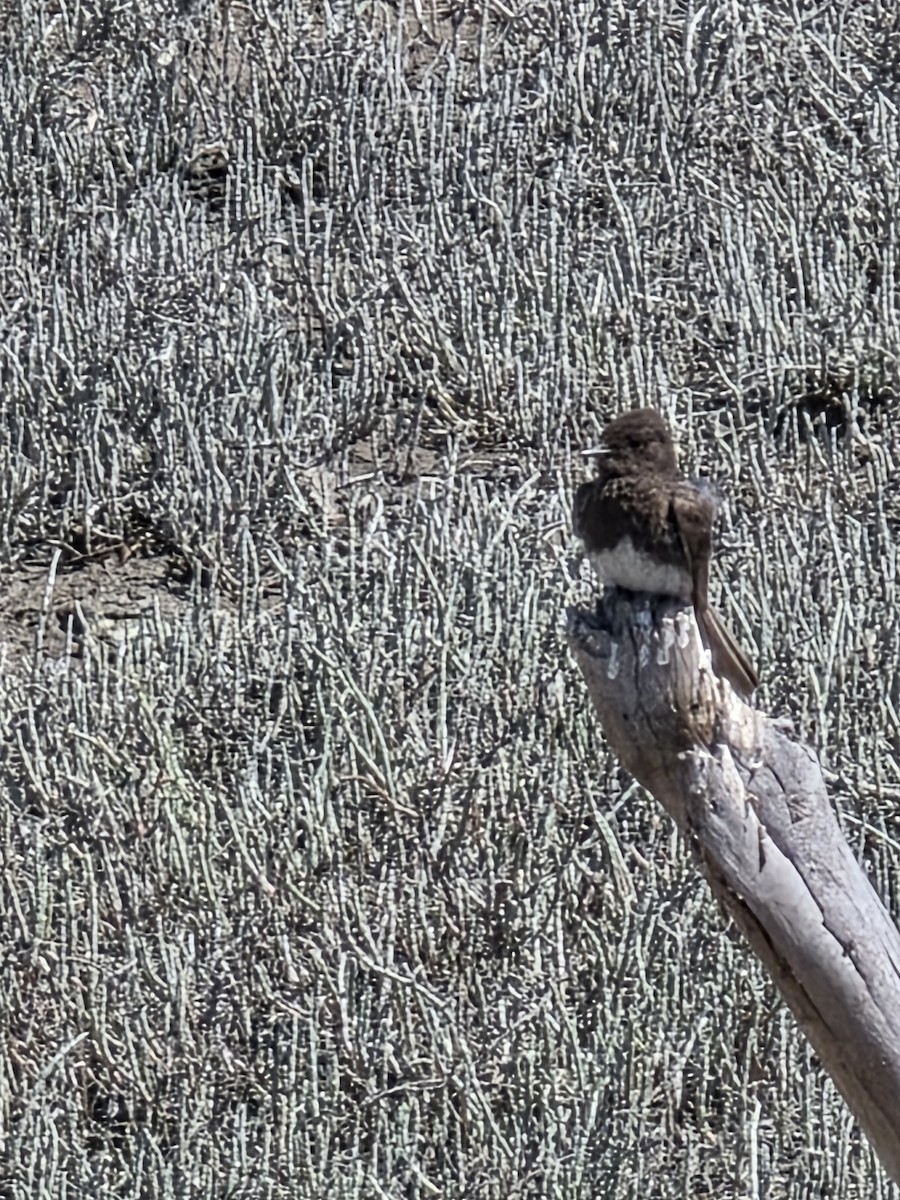 Black Phoebe - ML636845226