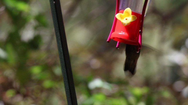Berylline Hummingbird - ML636845244