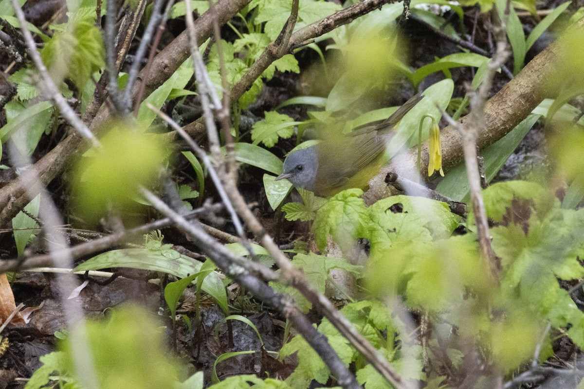 lesňáček šedokápý - ML636845260