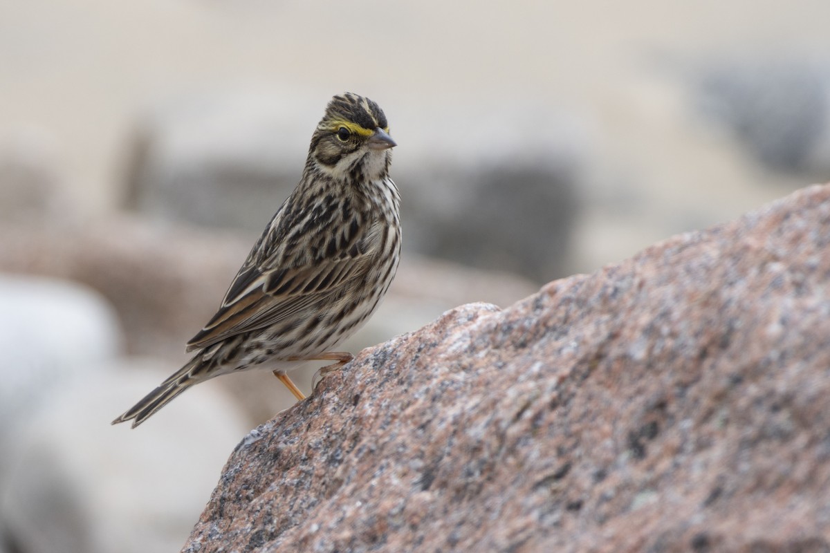 strnadec luční - ML636845346