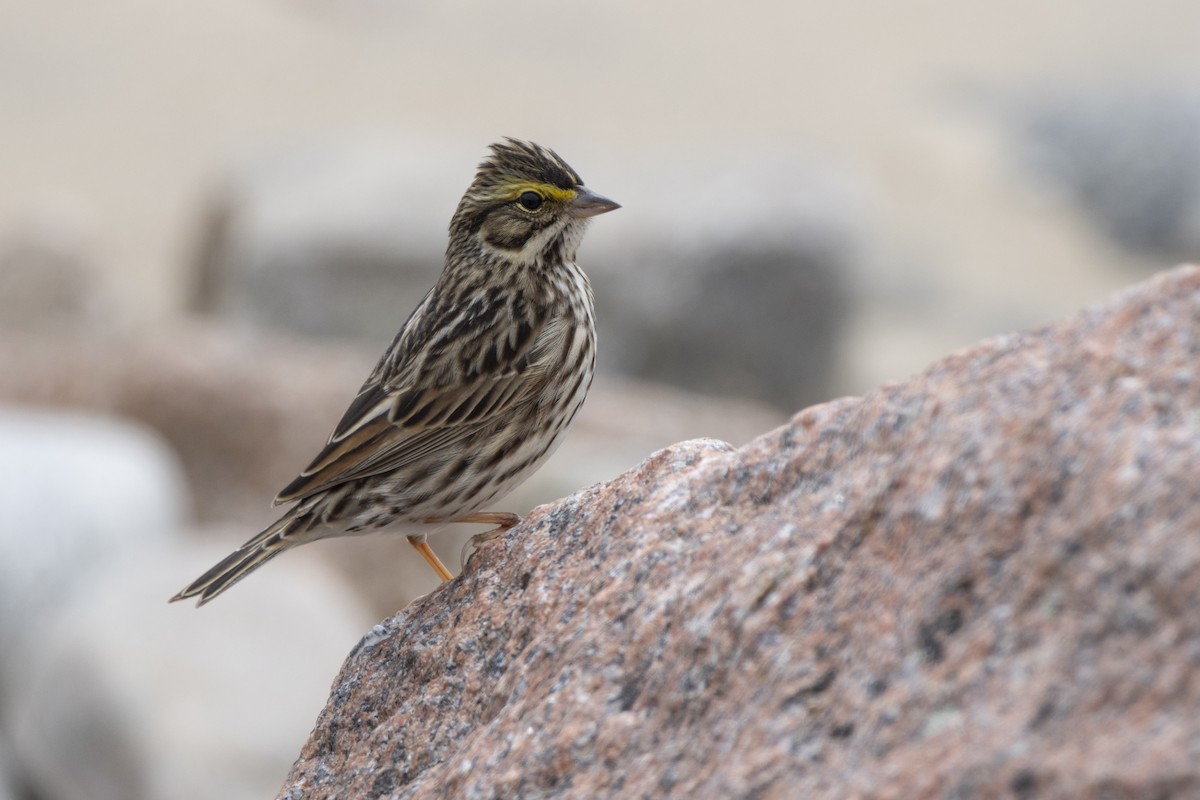 strnadec luční - ML636845347