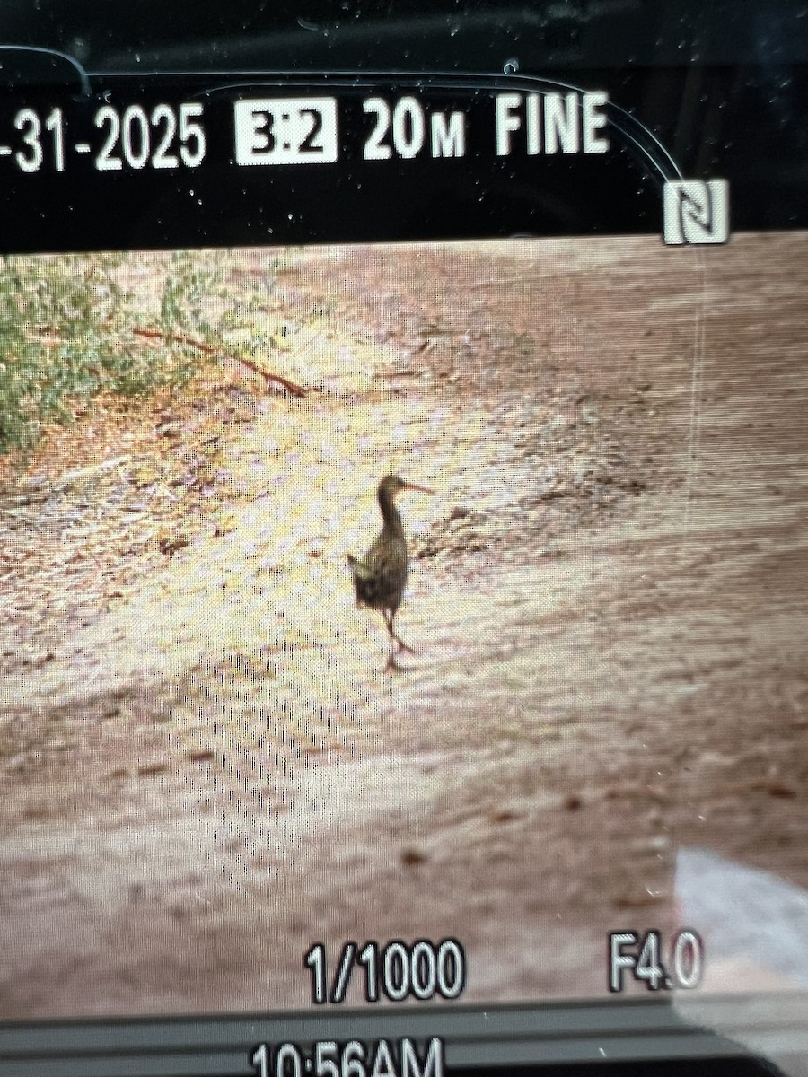 Ridgway's Rail - ML636845350