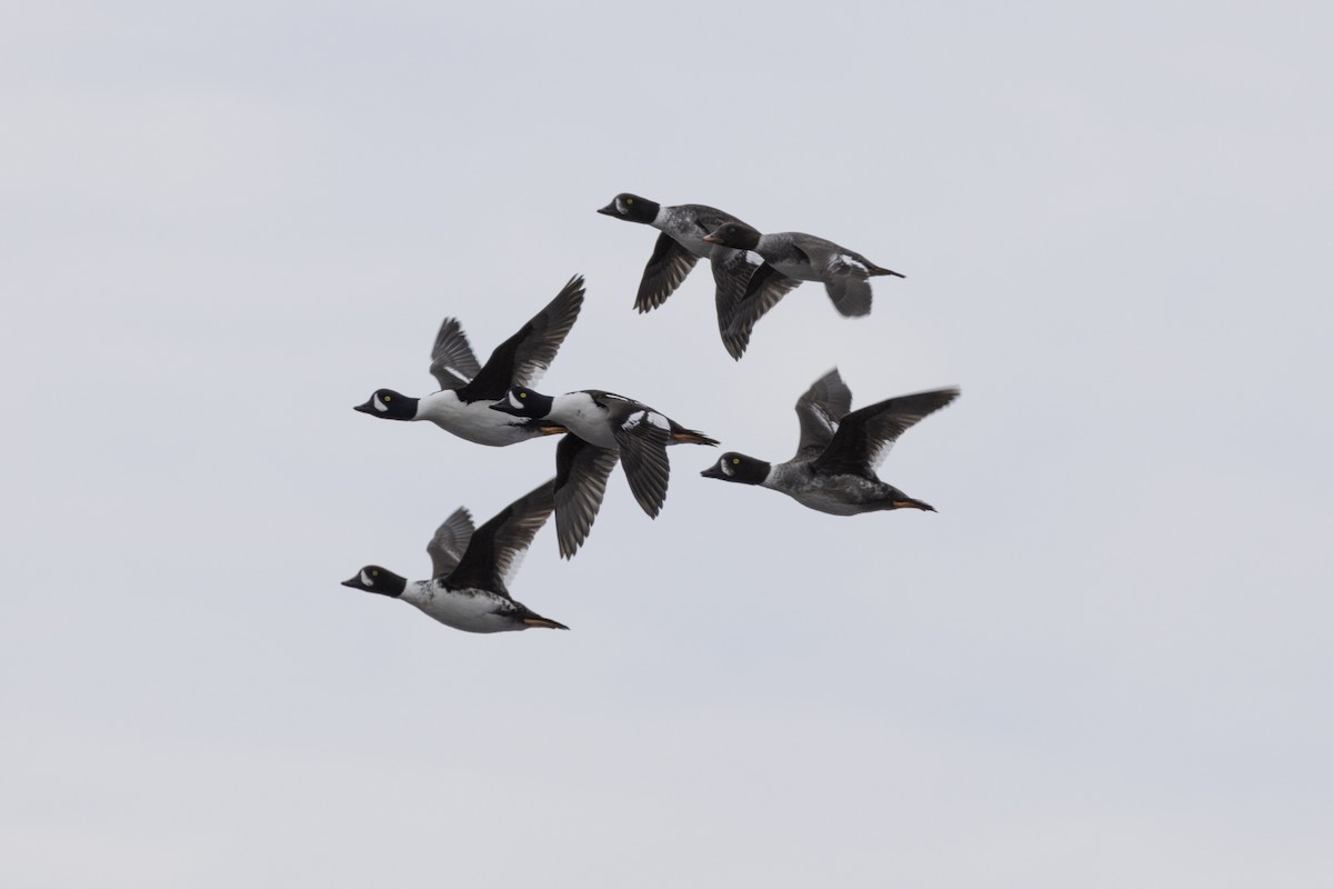 hohol islandský - ML636845391