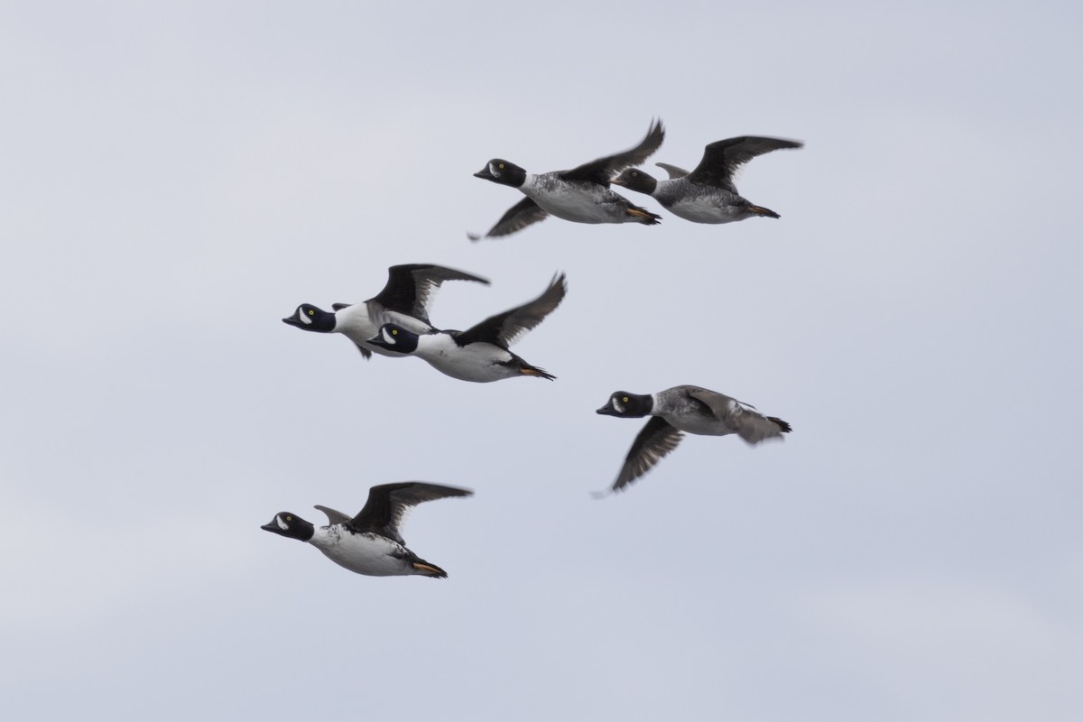 hohol islandský - ML636845392