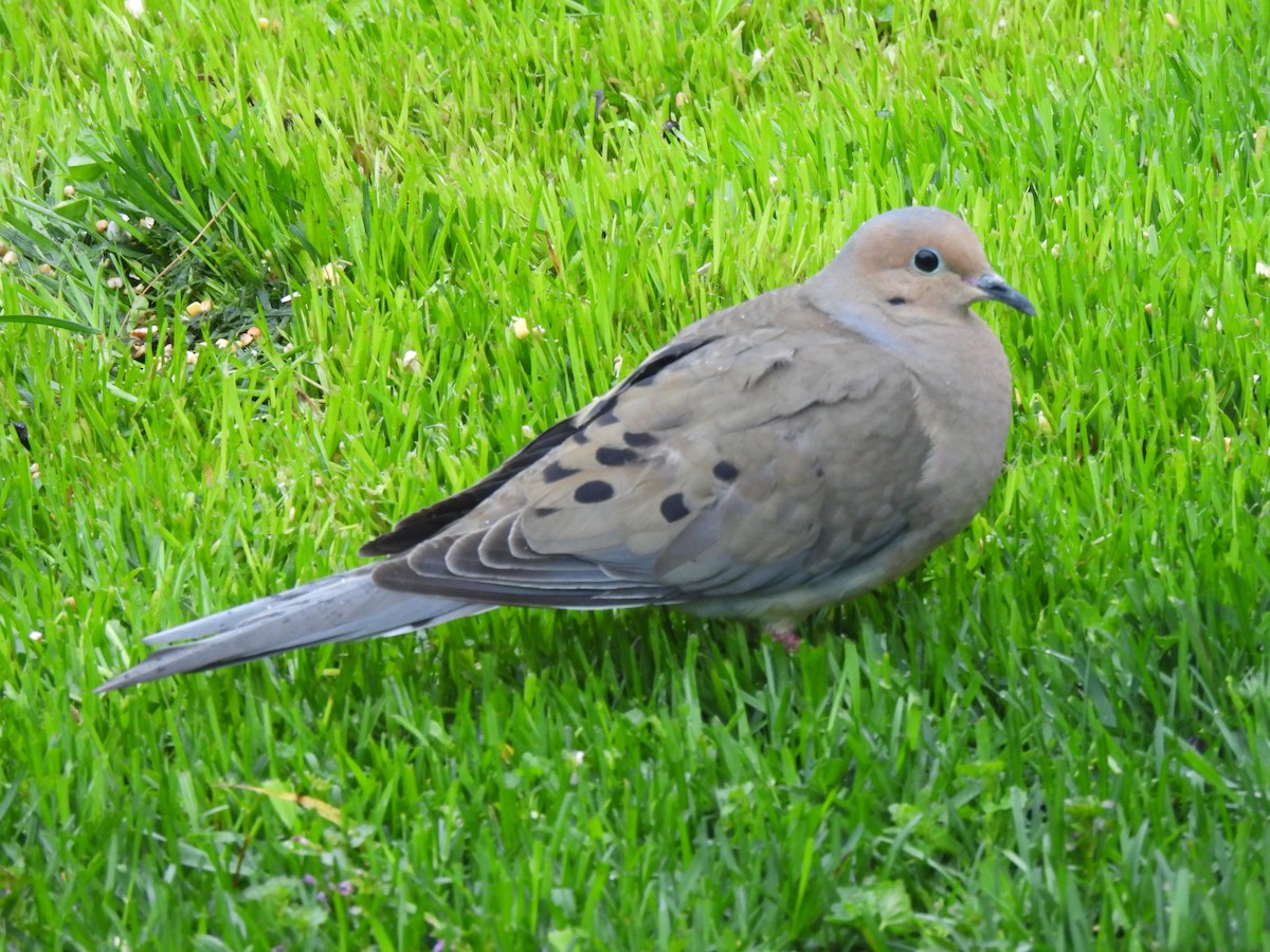 Mourning Dove - ML636845413