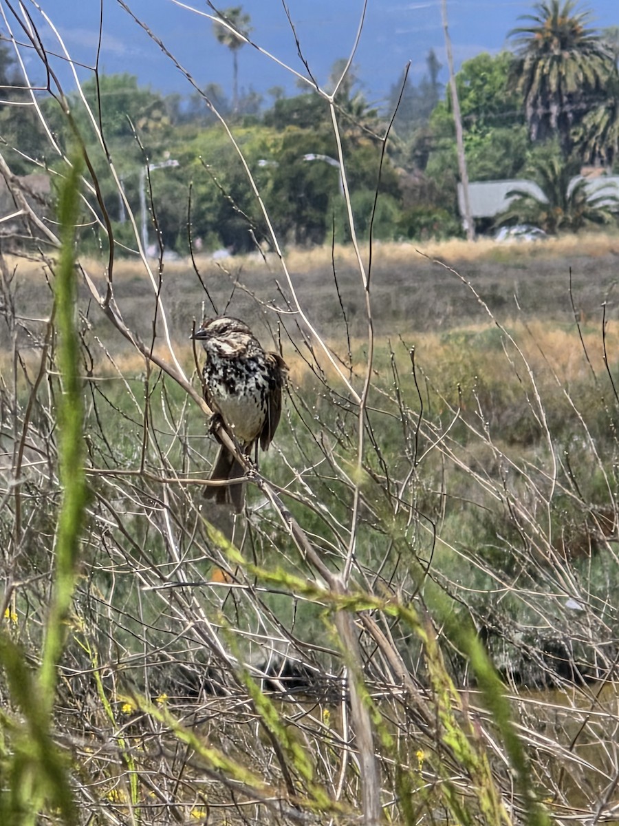 Song Sparrow - ML636845429