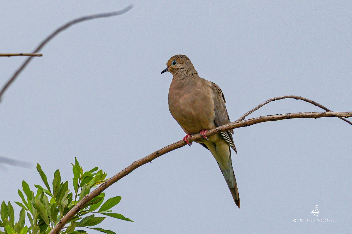 Mourning Dove - ML636845548