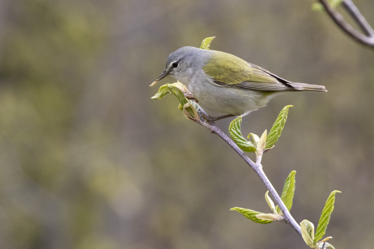 Tennessee Warbler - ML636845585