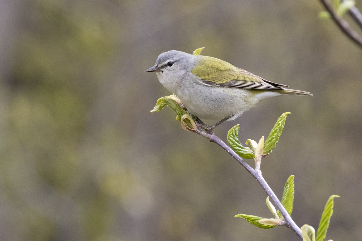Tennessee Warbler - ML636845604