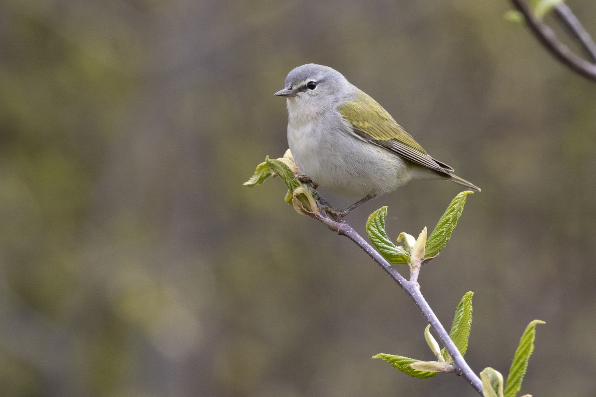 Tennessee Warbler - ML636845611