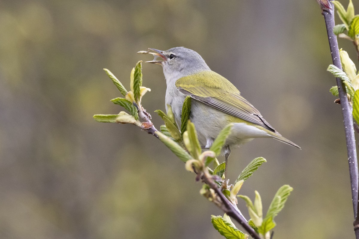 Tennessee Warbler - ML636845616