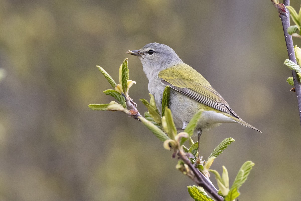 Tennessee Warbler - ML636845633