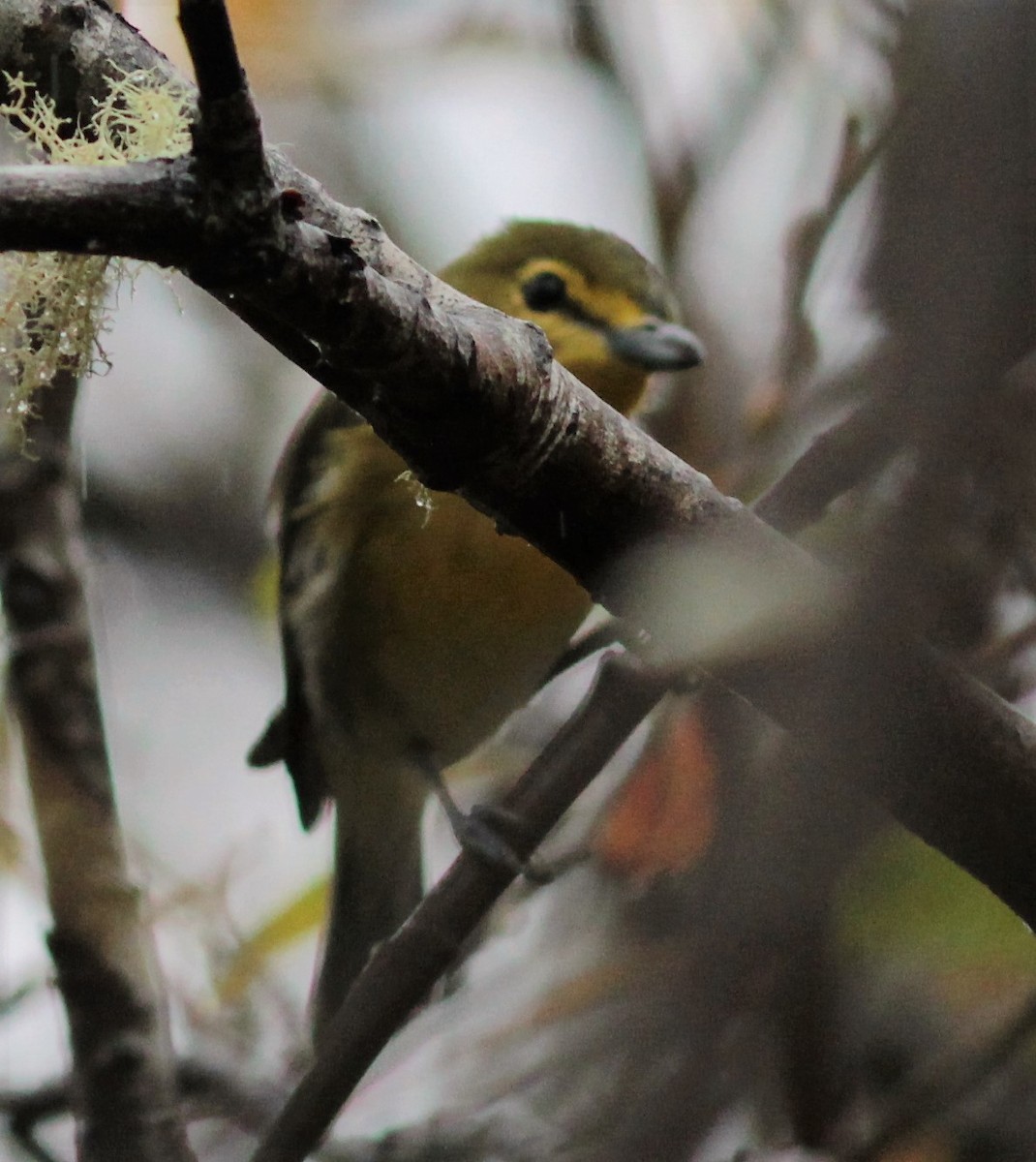 Yellow-throated Vireo - ML63684571