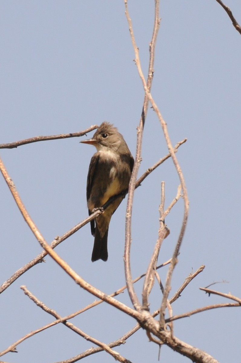 Olive-sided Flycatcher - ML636845768
