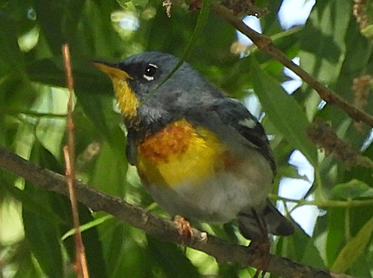 Northern Parula - ML636845801