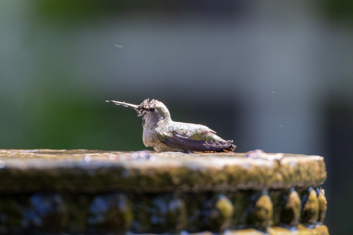 Anna's Hummingbird - ML636845814