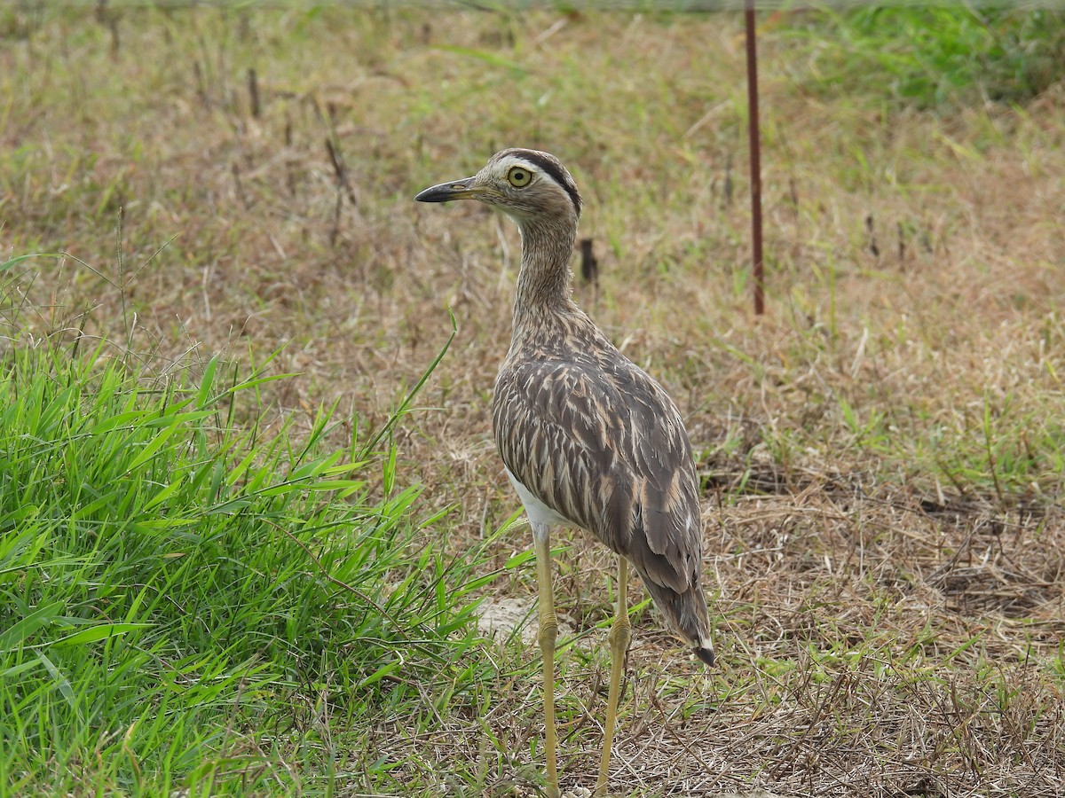 Double-striped Thick-knee - ML636845817