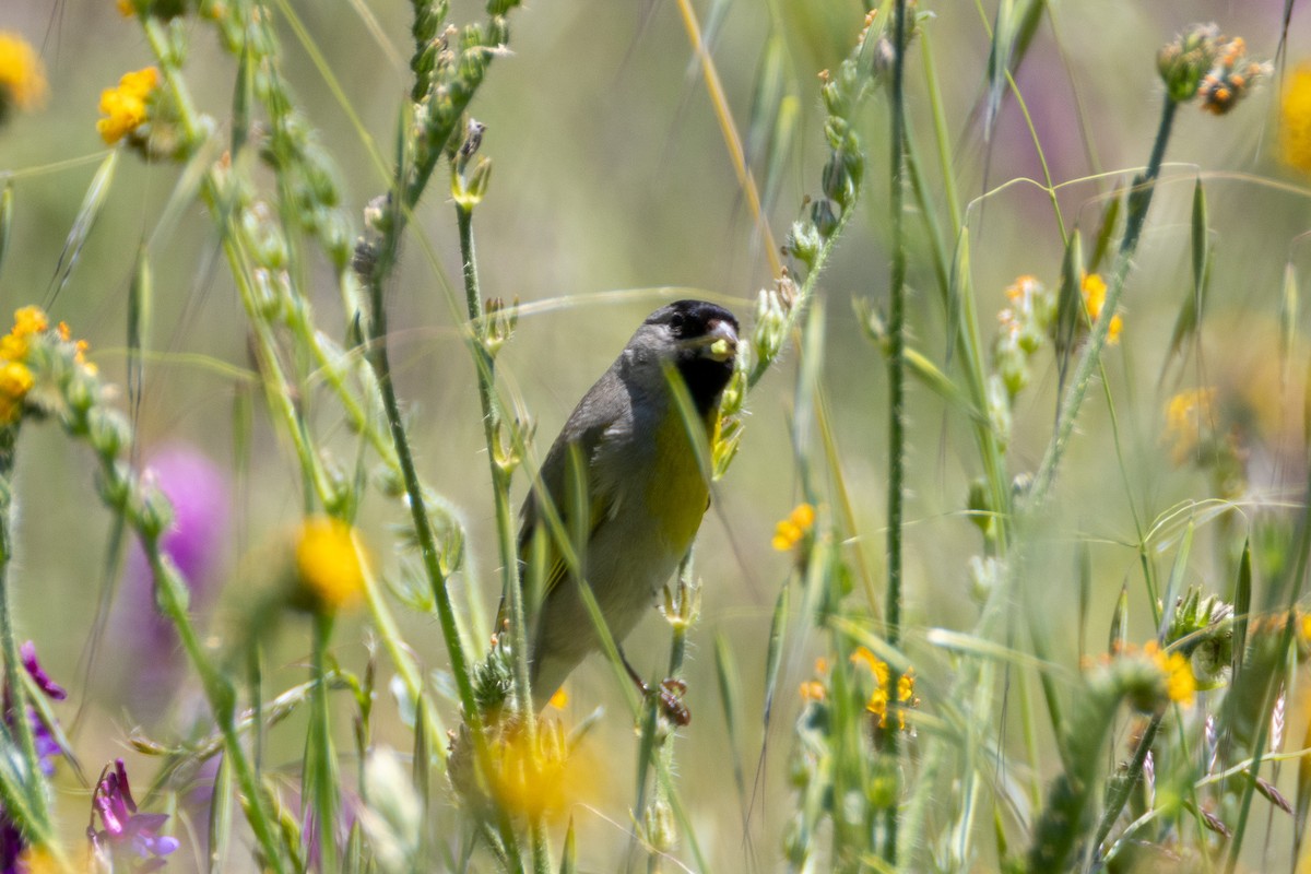 Lawrence's Goldfinch - ML636845820