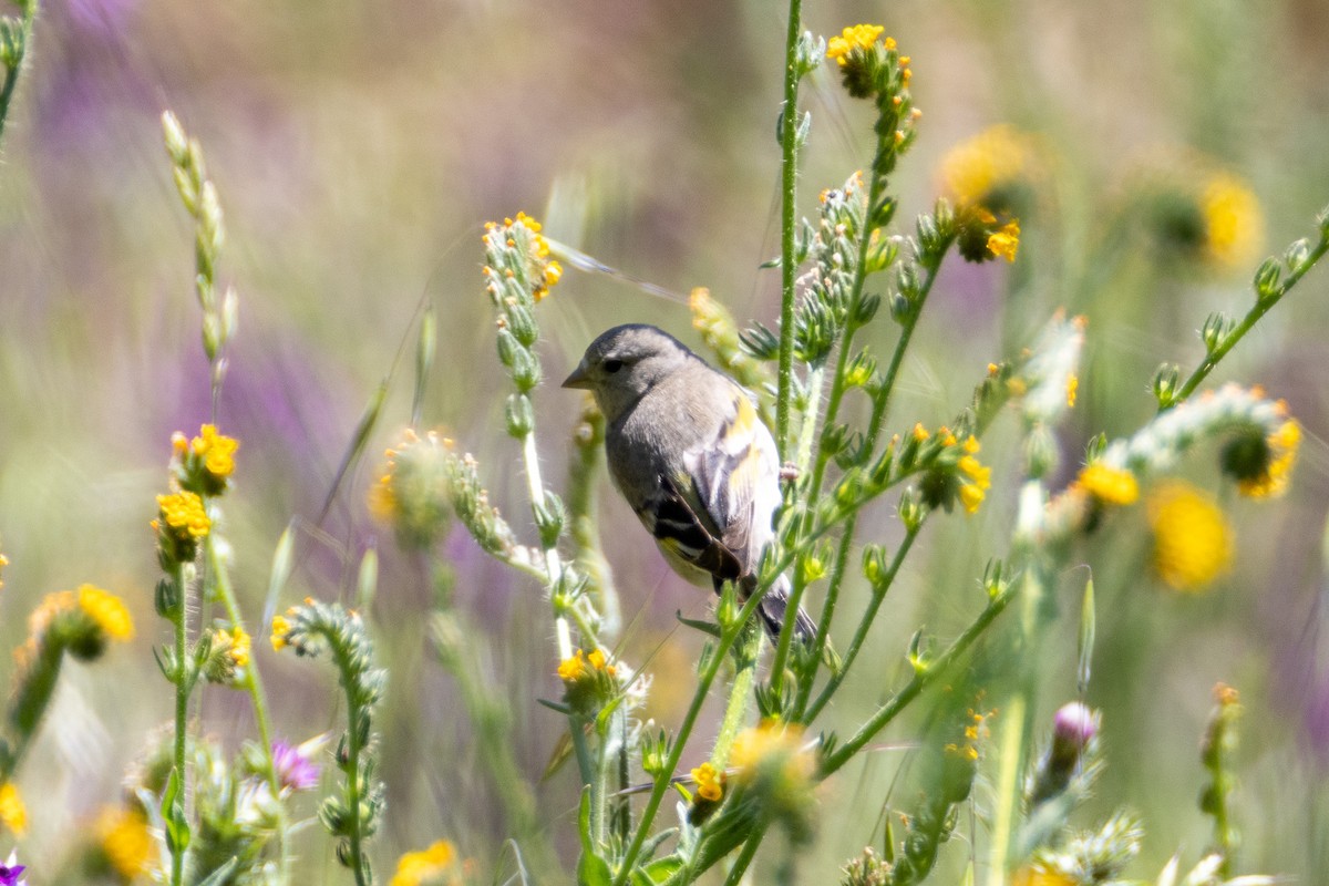 Lawrence's Goldfinch - ML636845821