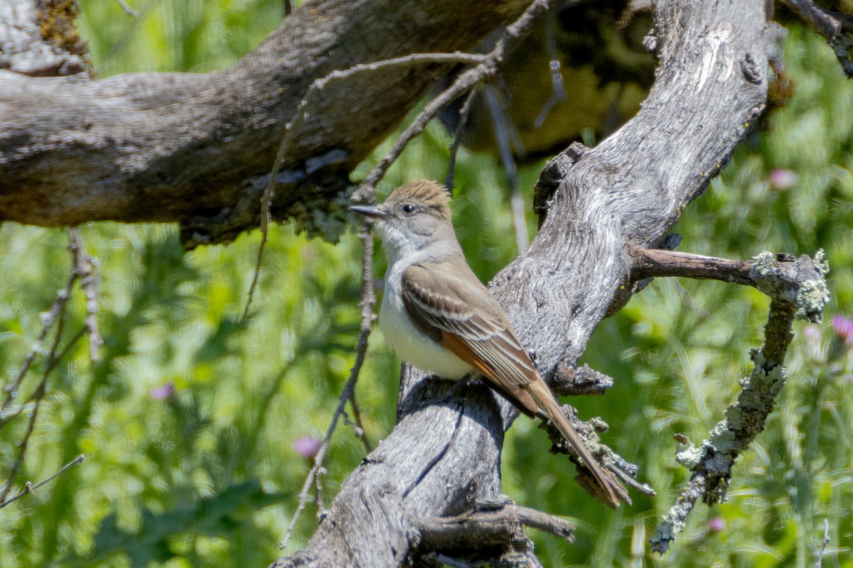 Ash-throated Flycatcher - ML636845826