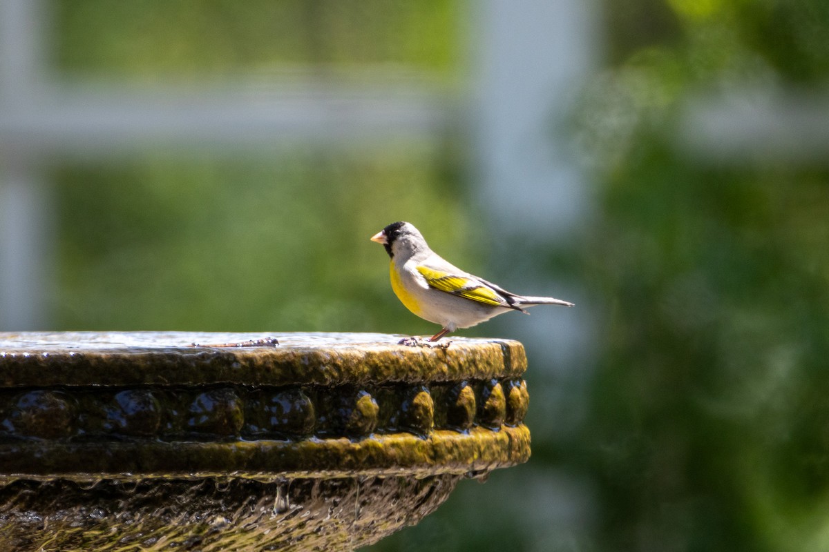 Lawrence's Goldfinch - ML636845833