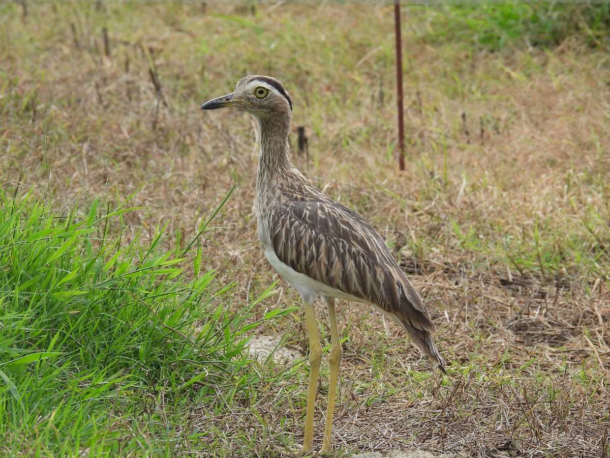 Double-striped Thick-knee - ML636845862