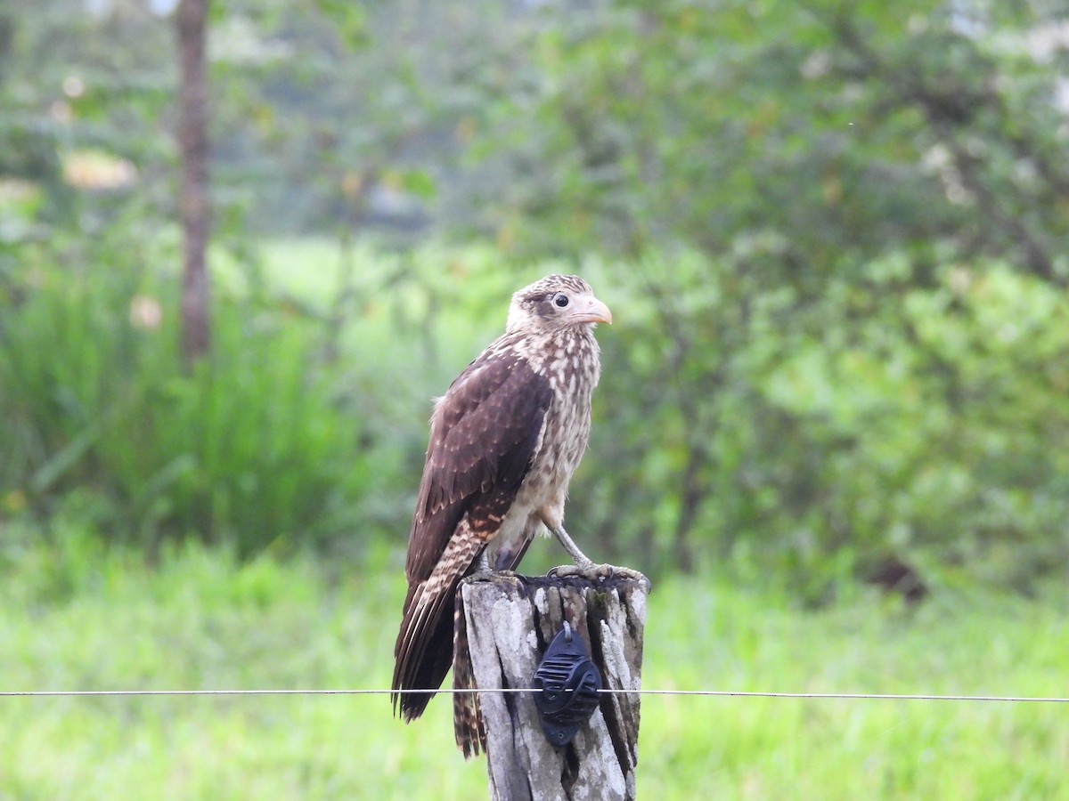 Yellow-headed Caracara - ML636845874