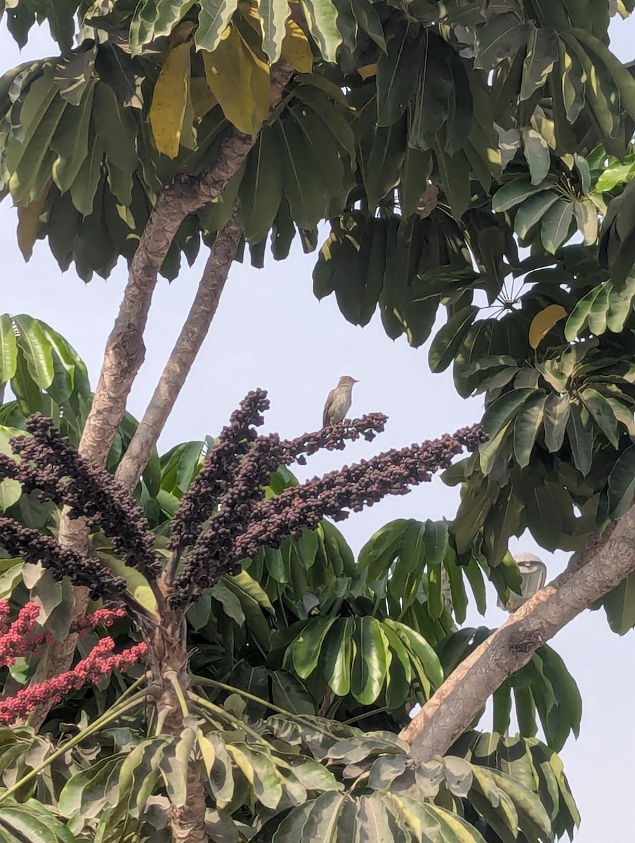 White-crested Elaenia - ML636845885