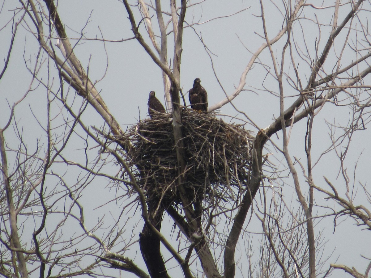 Bald Eagle - ML636845908