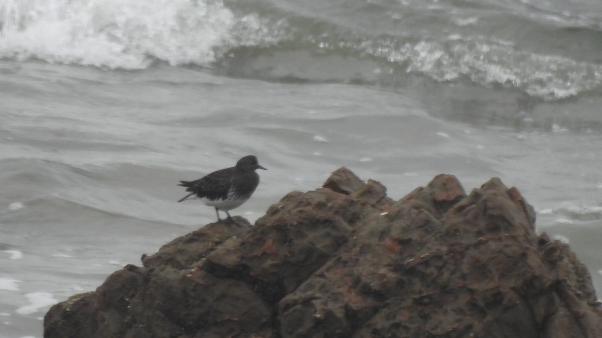 Black Turnstone - ML636845913