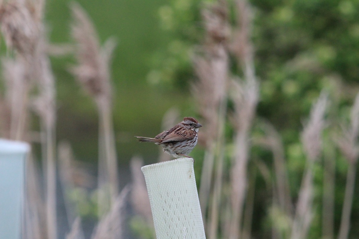 Song Sparrow - ML636846020