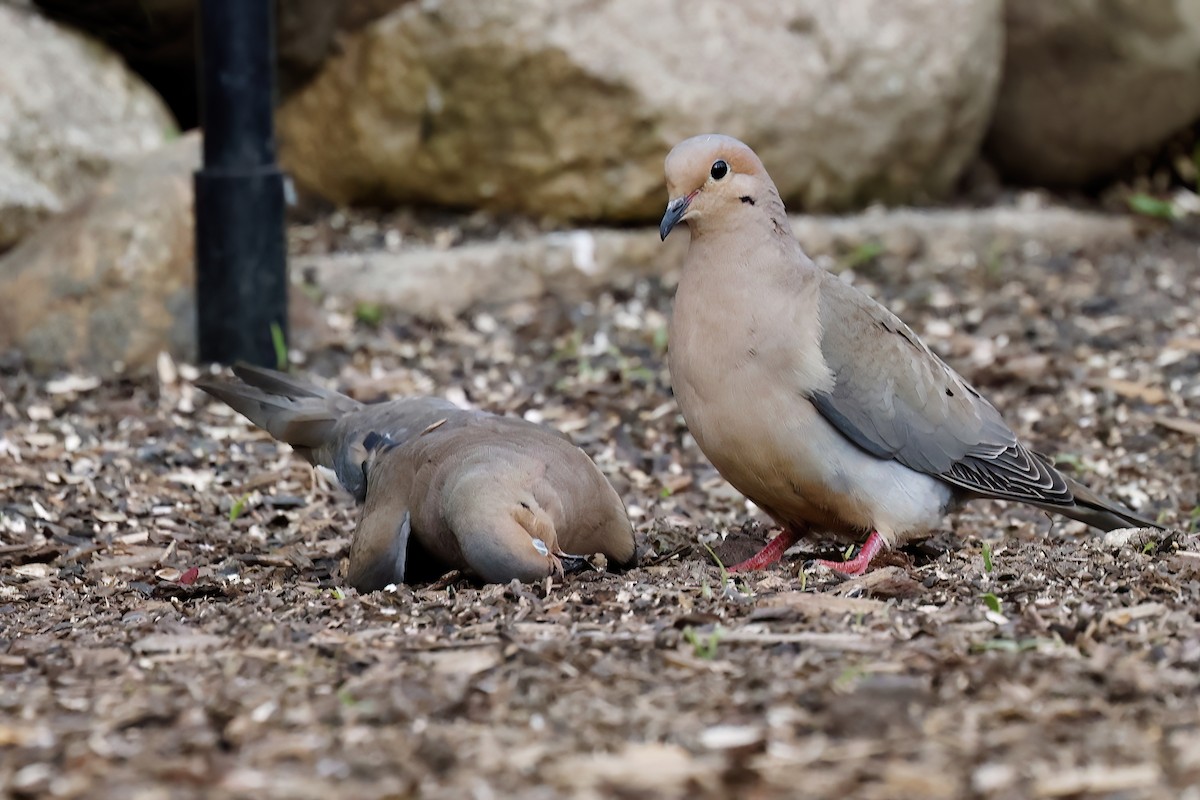 Mourning Dove - ML636846023