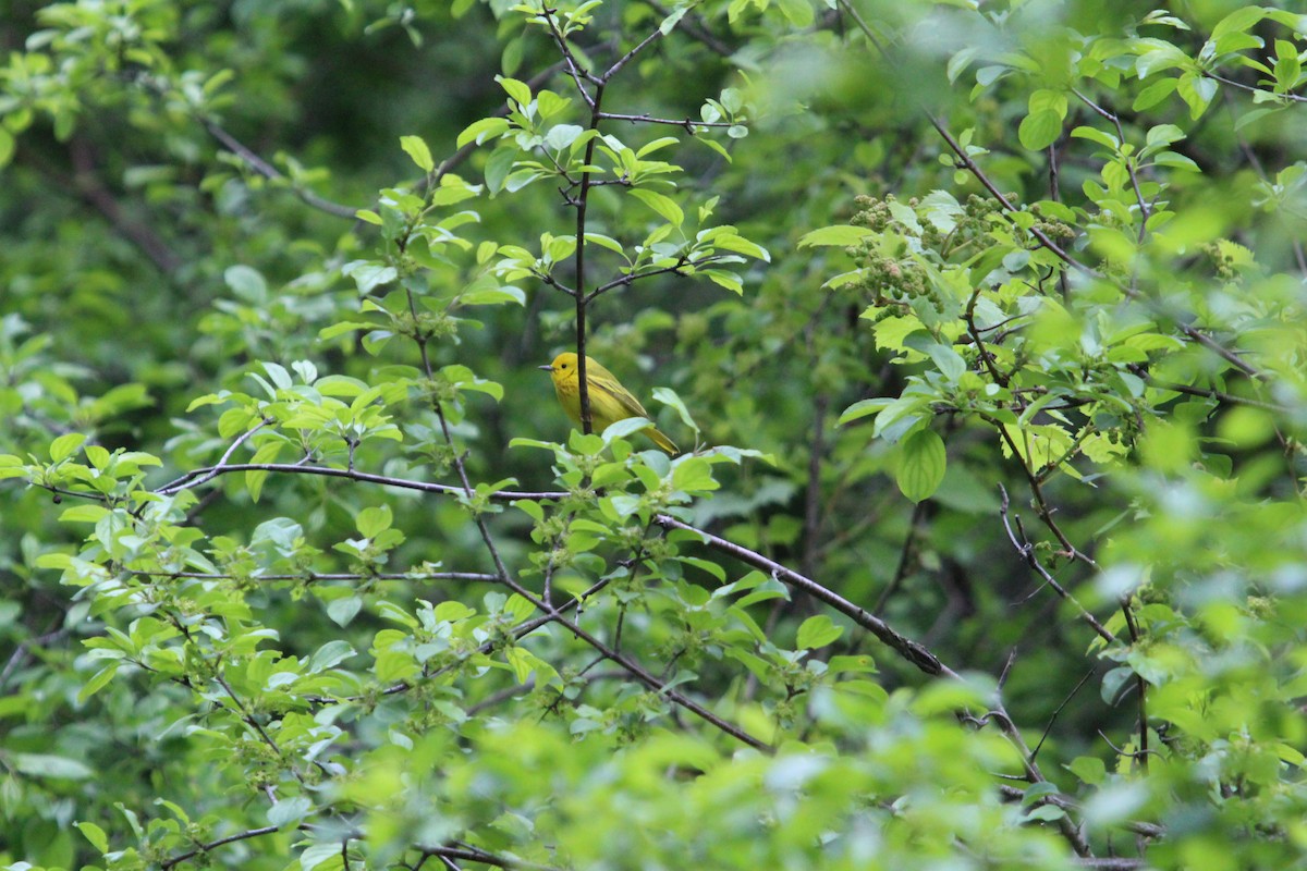 Northern Yellow Warbler - ML636846035