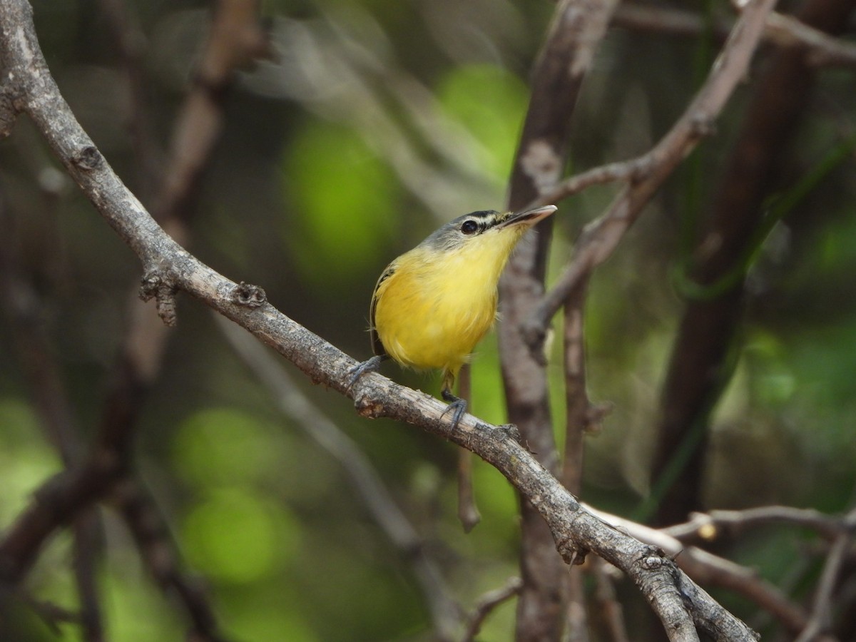 Maracaibo Tody-Flycatcher - ML636846047