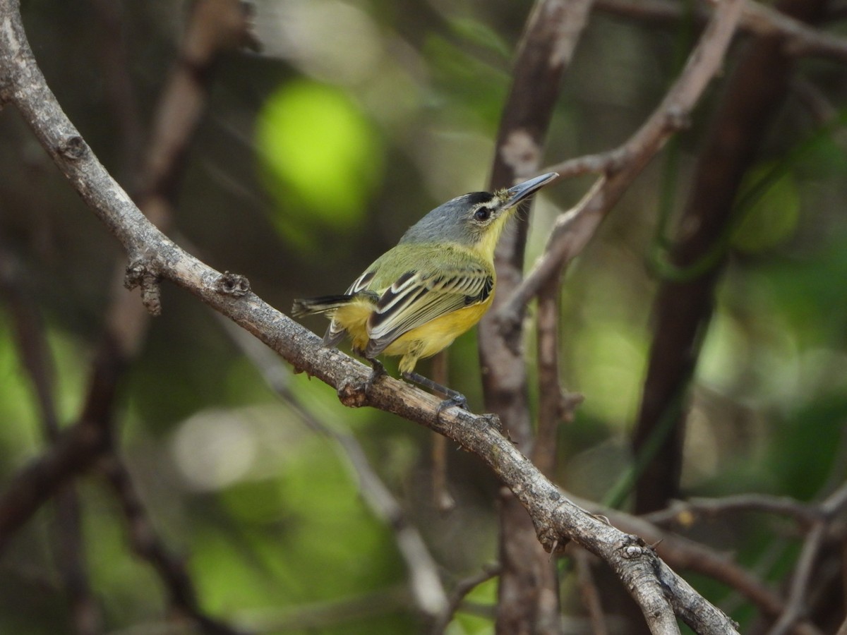Maracaibo Tody-Flycatcher - ML636846048