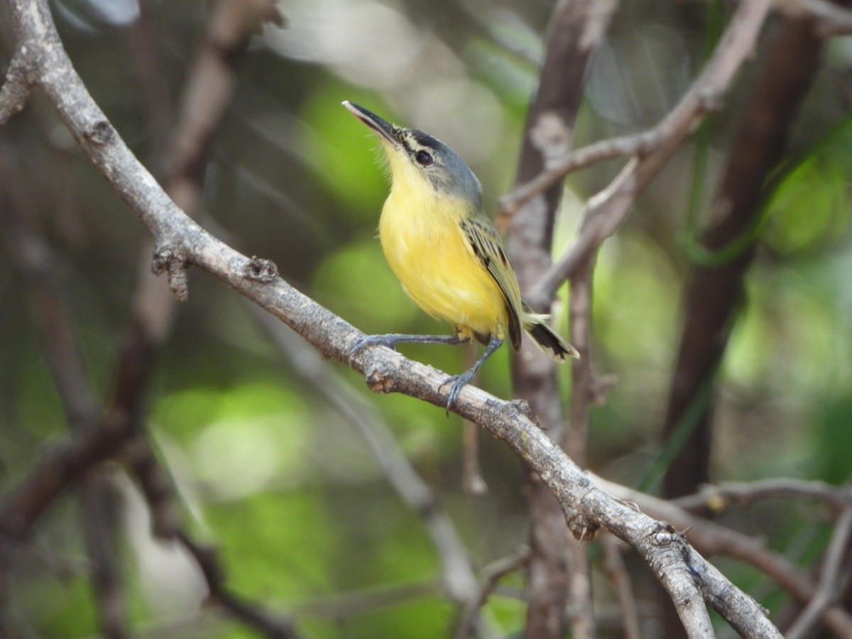 Maracaibo Tody-Flycatcher - ML636846050