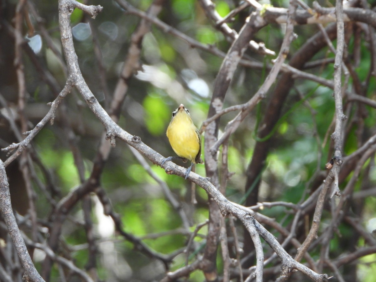 Maracaibo Tody-Flycatcher - ML636846051