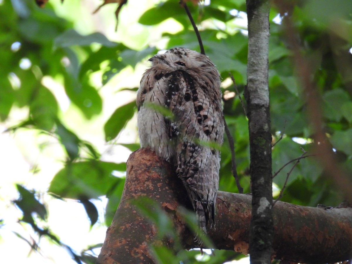 Common Potoo - ML636846055