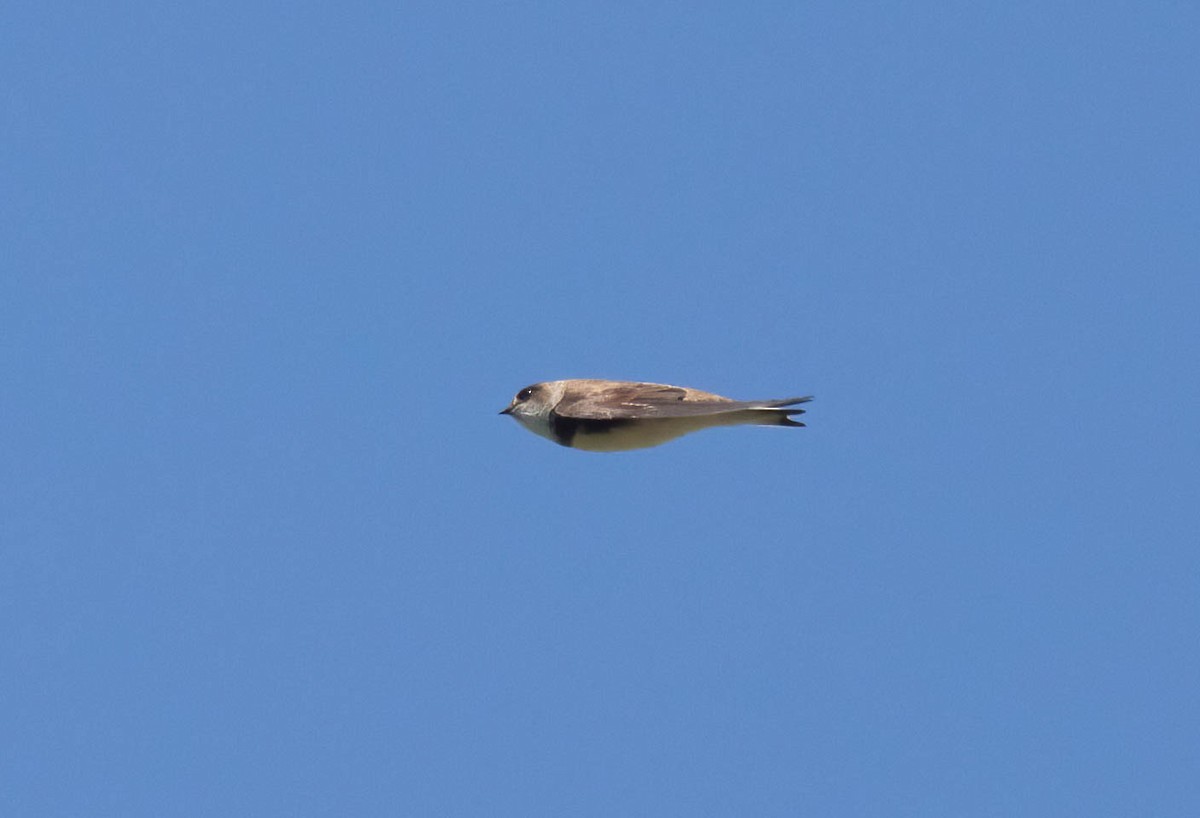 ショウドウツバメ - ML636846078