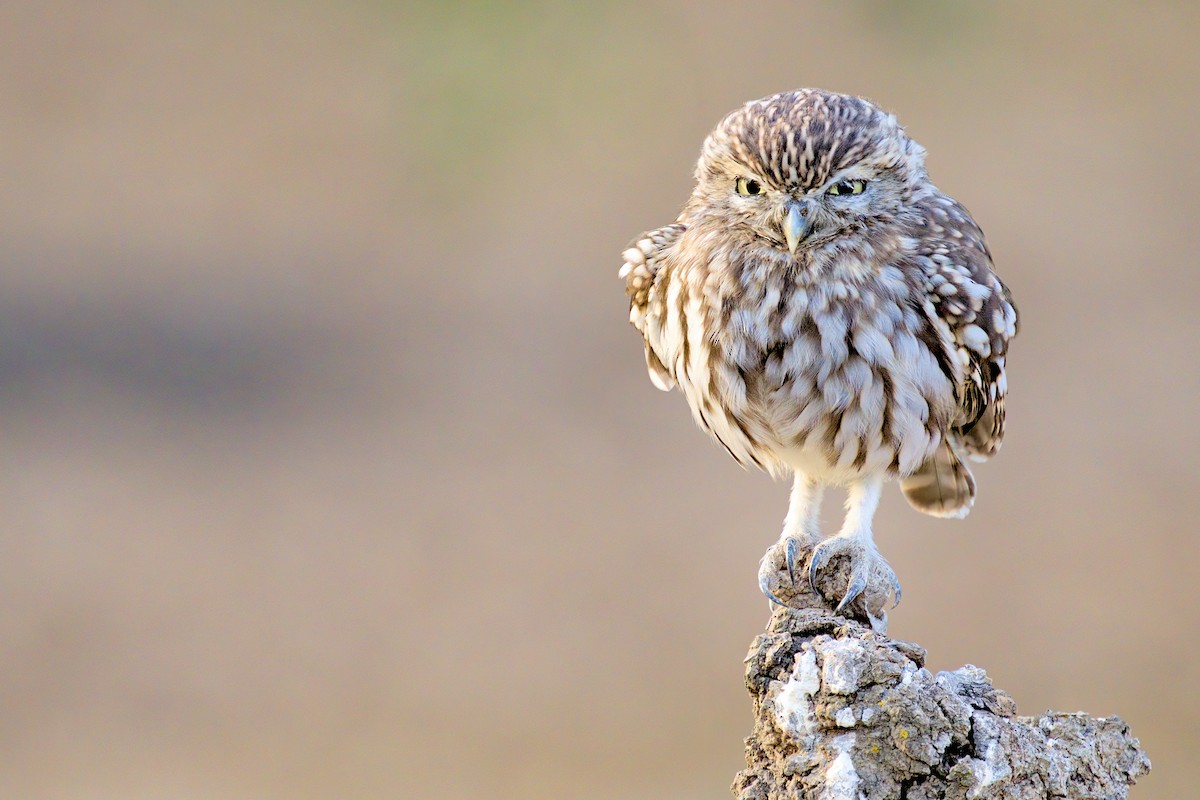 Little Owl - ML636846158