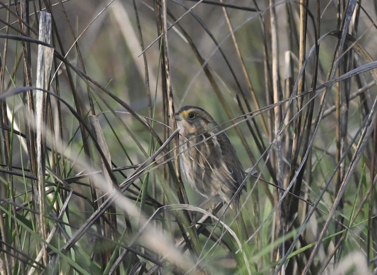 Nelson's Sparrow - ML636846234