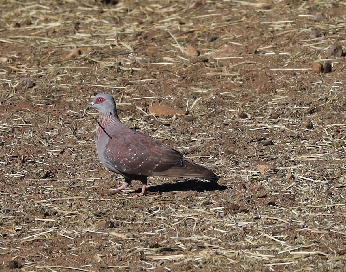 Speckled Pigeon - ML636846267