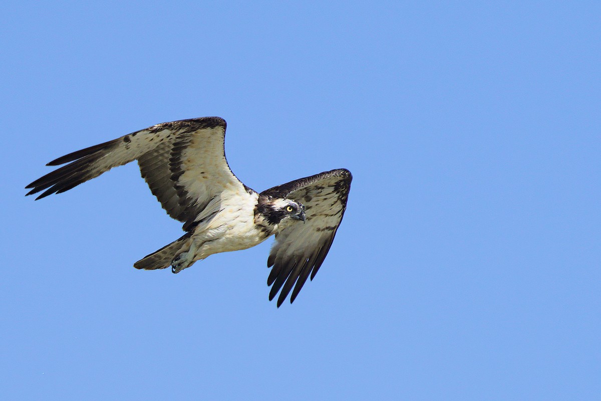 Osprey - ML636846283