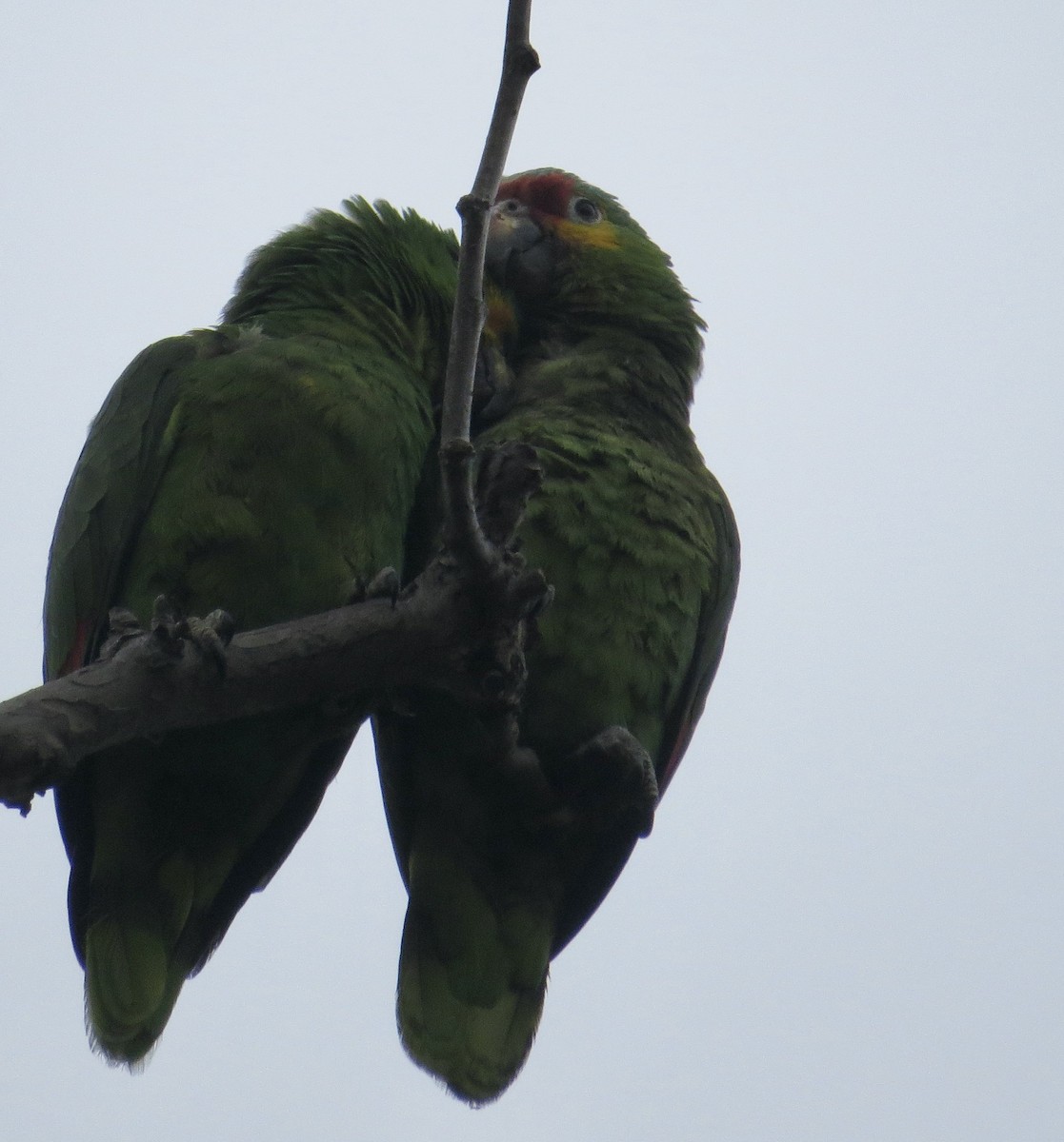Red-lored Amazon - ML636846339