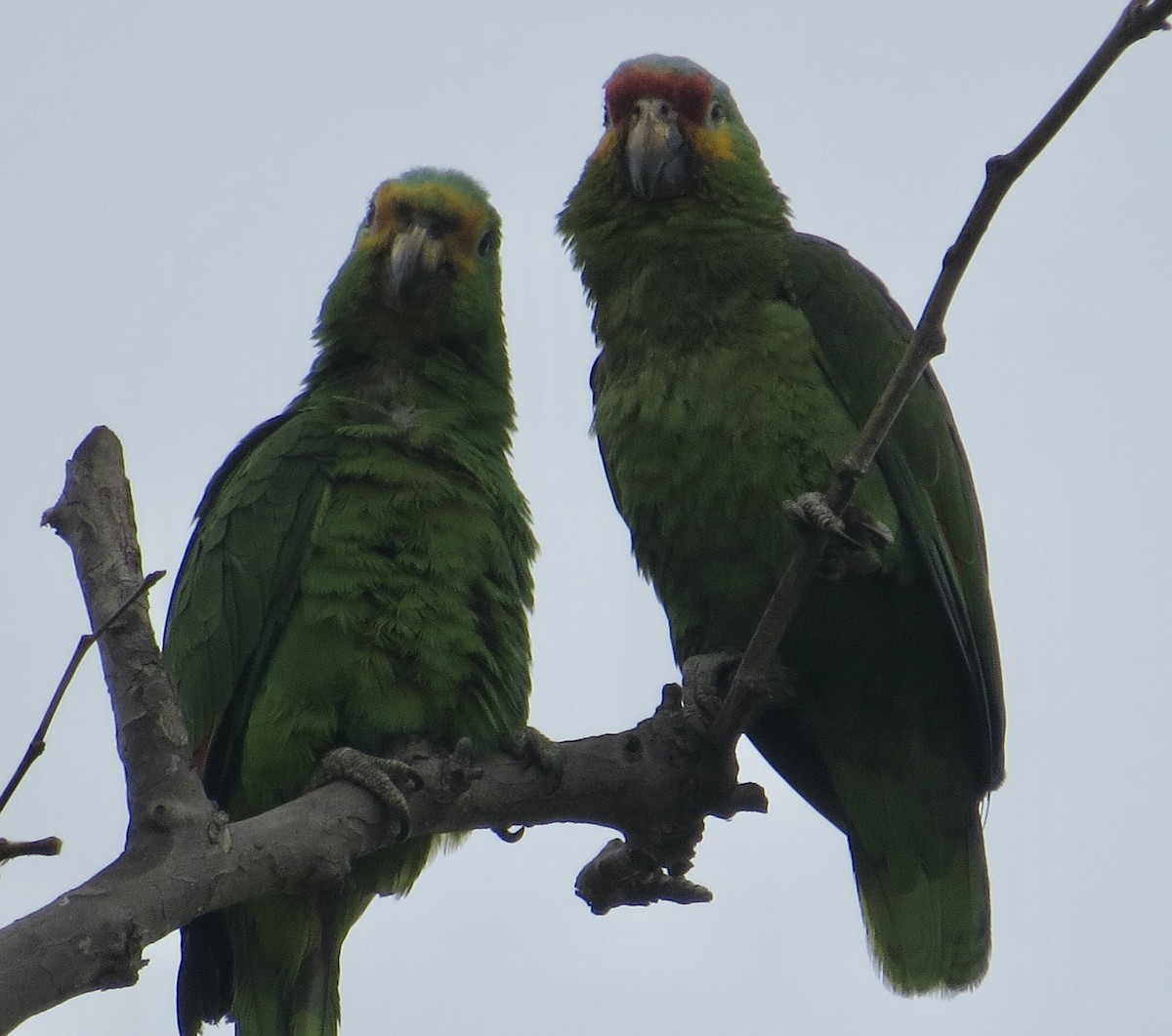 Red-lored Amazon - ML636846340