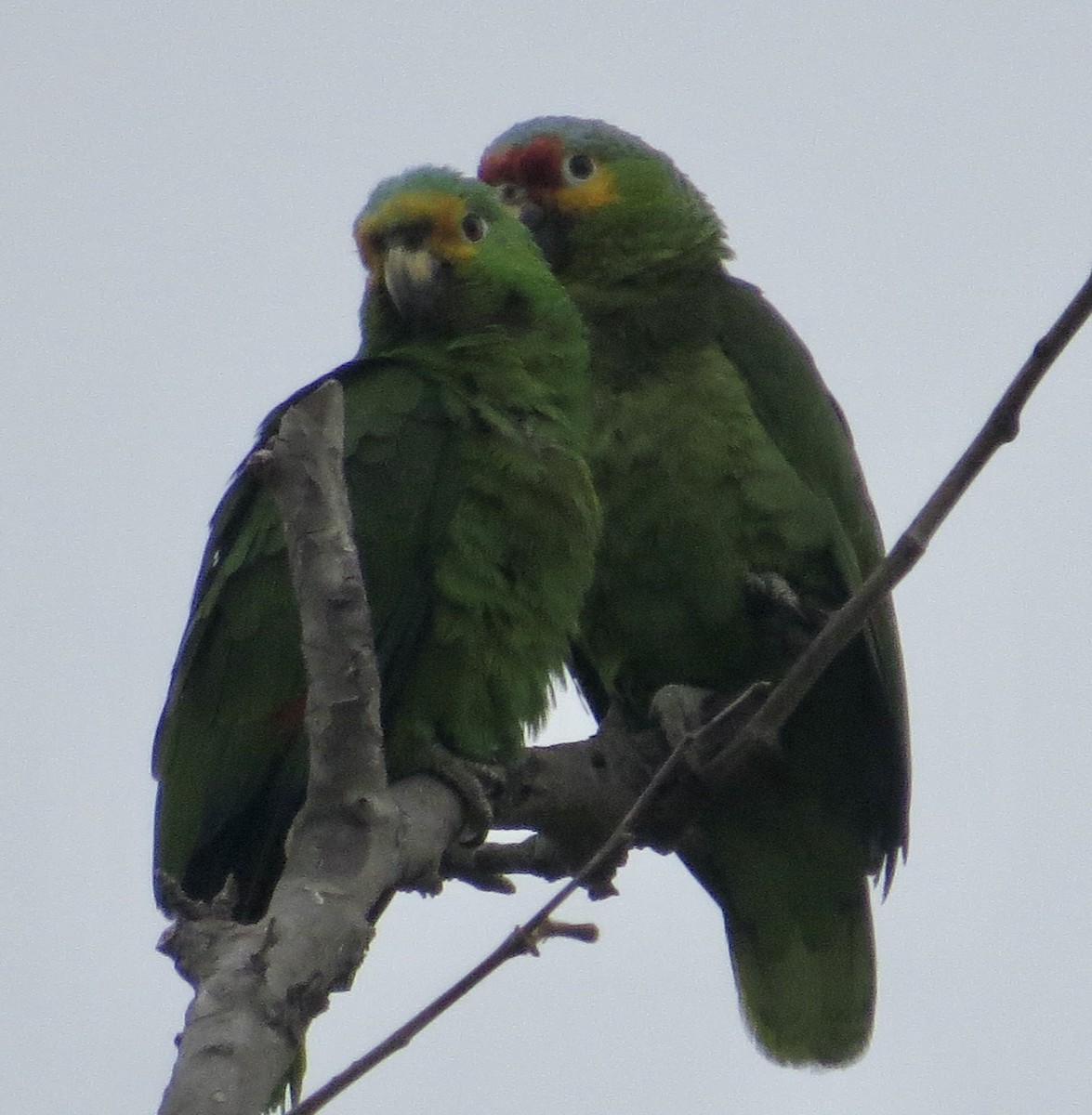Red-lored Amazon - ML636846342
