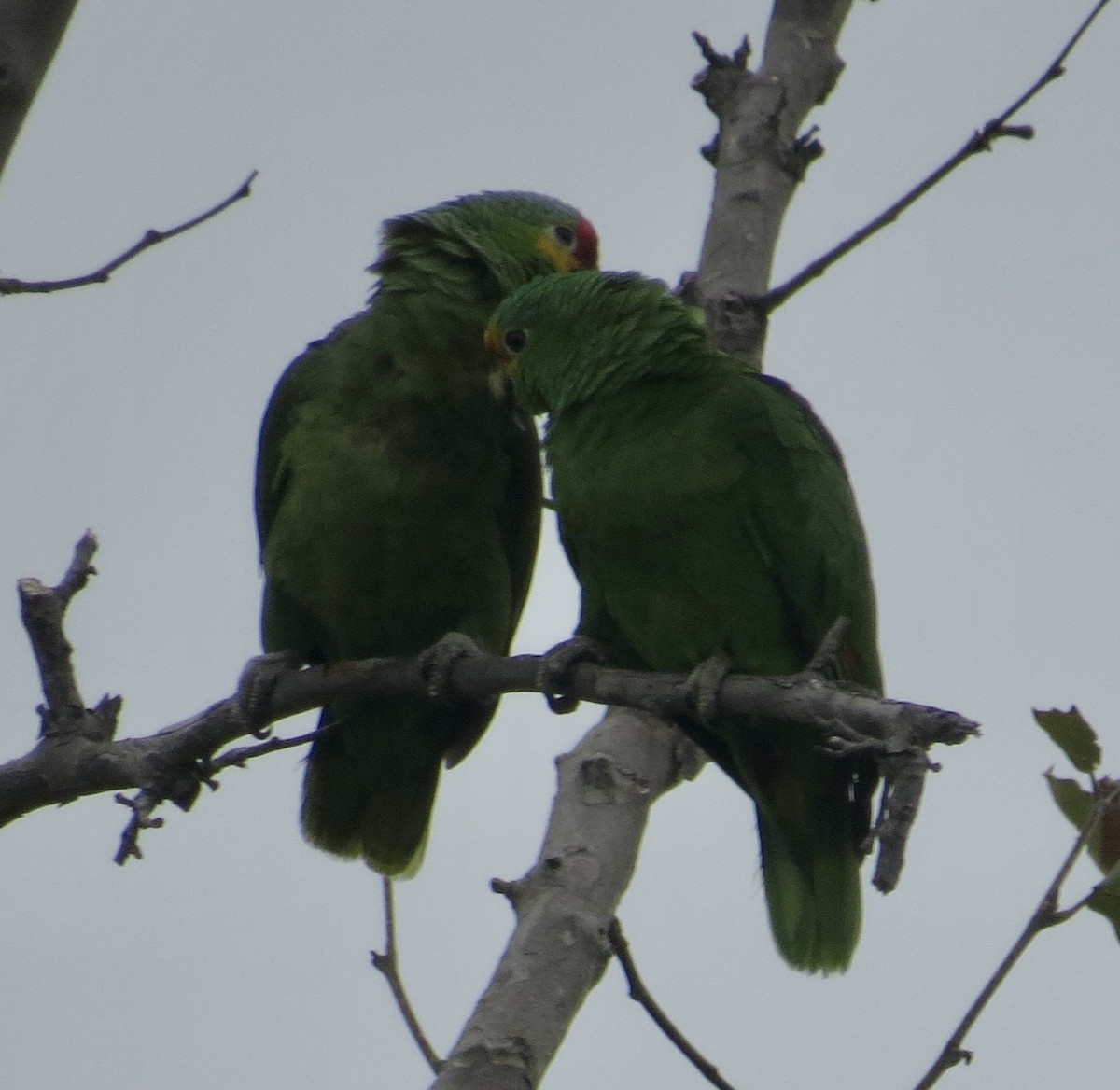 Red-lored Amazon - ML636846344