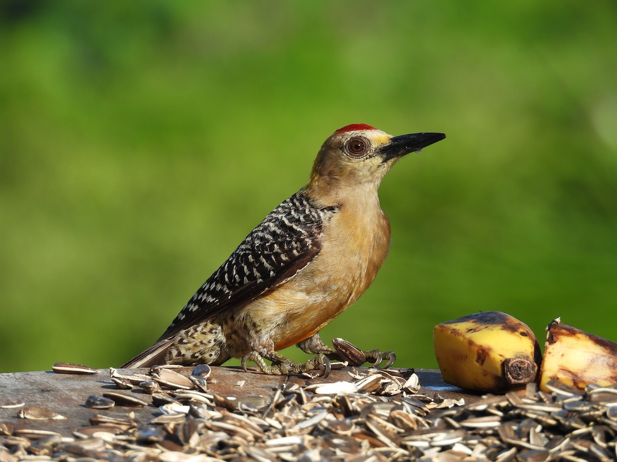 Hoffmann's Woodpecker - ML636846410