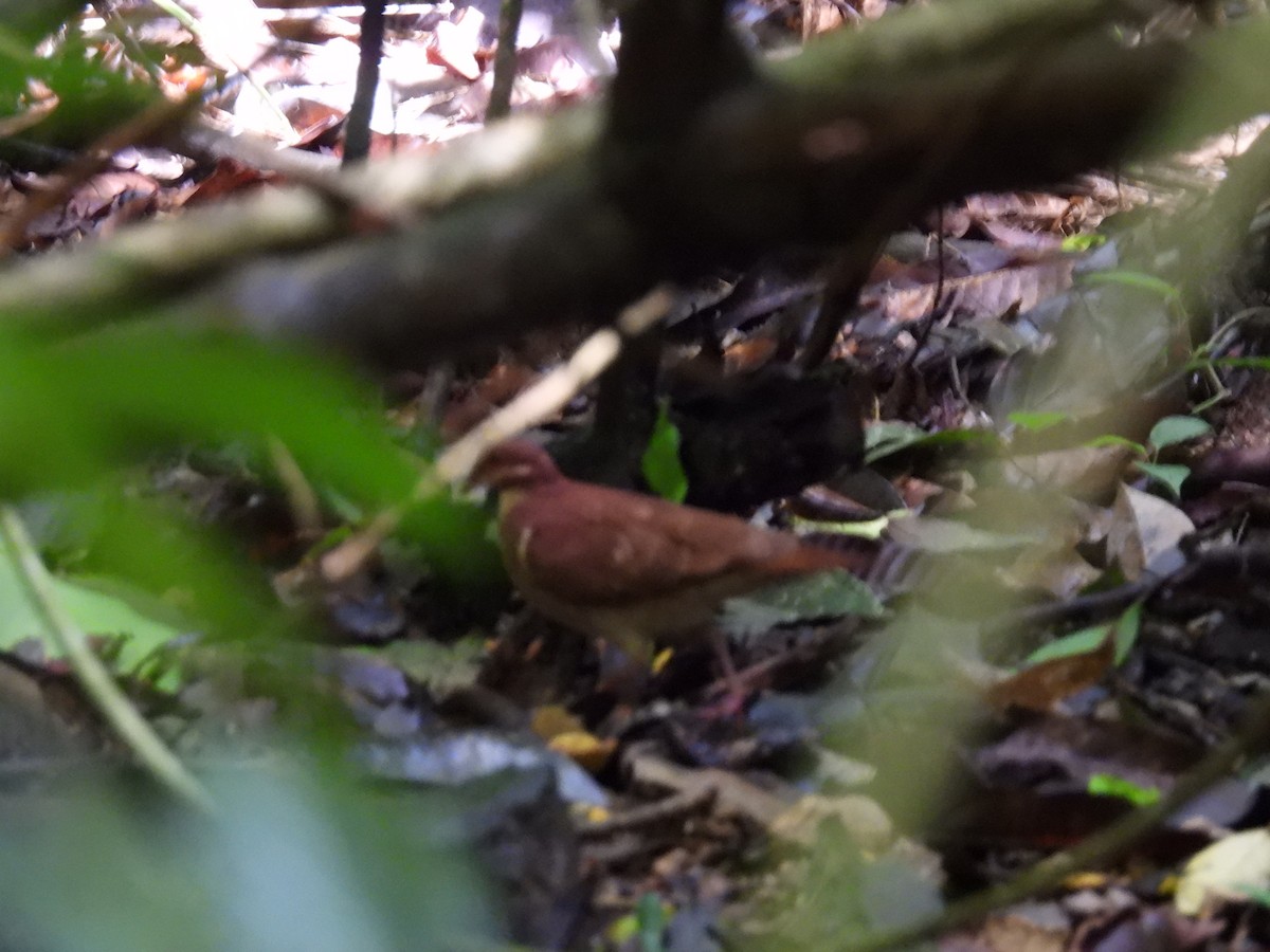 Ruddy Quail-Dove - ML636846448