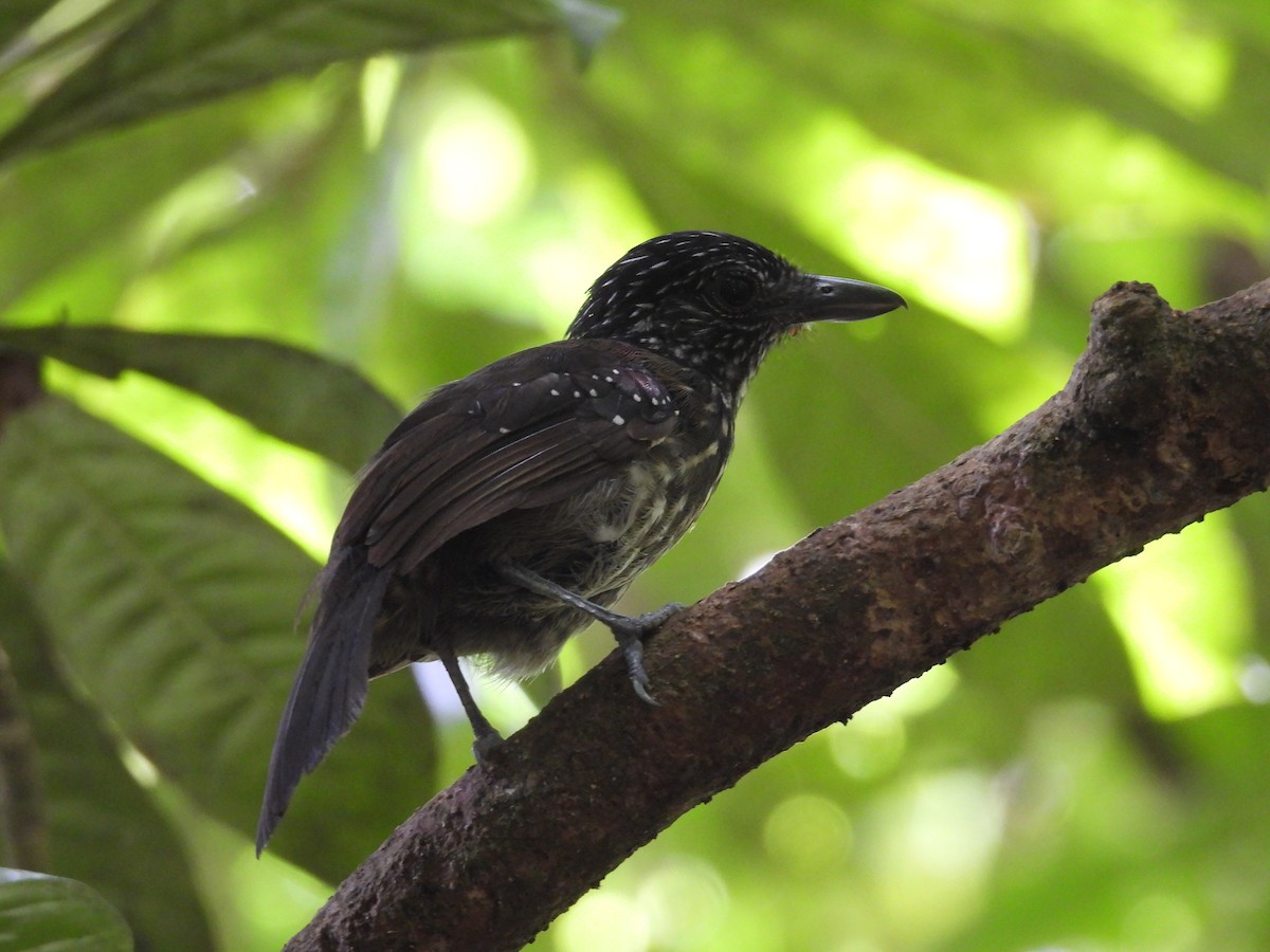 Black-hooded Antshrike - ML636846484